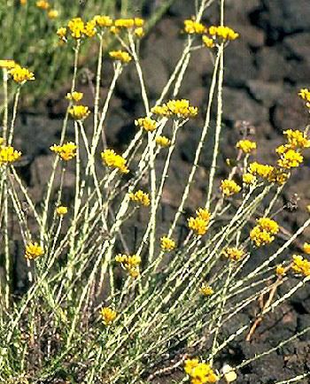 Helichrysum italicum